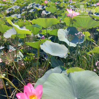 фото из отзыва ID 2725682