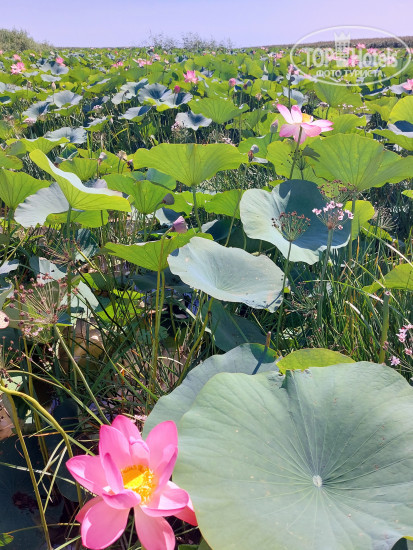 Hotel photo Fish-Club 