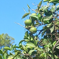 фото из отзыва ID 2730150