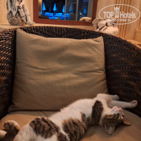 фото из отзыва ID 2730239