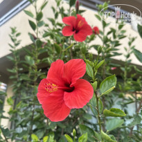 фото из отзыва ID 2730257