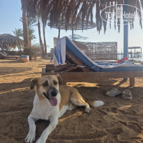 фото из отзыва ID 2730279