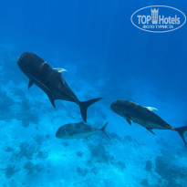 фото из отзыва ID 2730509