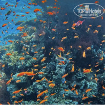 фото из отзыва ID 2730521