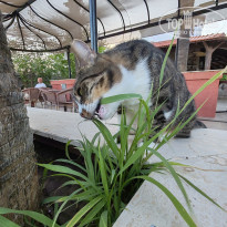 фото из отзыва ID 2730574