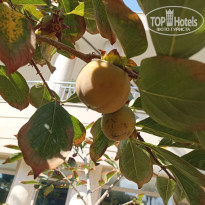 фото из отзыва ID 2730863