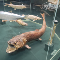 фото из отзыва ID 2730894