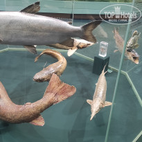 фото из отзыва ID 2730894