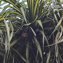 фото из отзыва ID 2730898