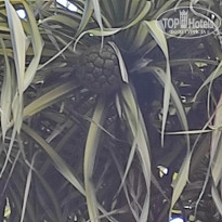 фото из отзыва ID 2730898