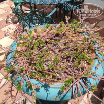 фото из отзыва ID 2730904