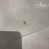 фото из отзыва ID 2731067