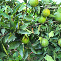 фото из отзыва ID 2731100