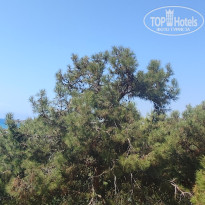 фото из отзыва ID 2731347