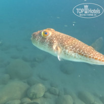 фото из отзыва ID 2731358