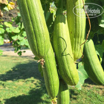 фото из отзыва ID 2731425