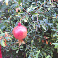 фото из отзыва ID 2731425