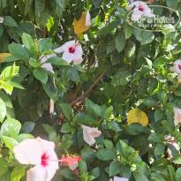 фото из отзыва ID 2731425