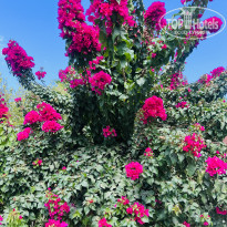 фото из отзыва ID 2731687