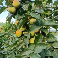 фото из отзыва ID 2731916