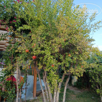 фото из отзыва ID 2731916