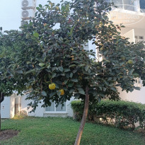 фото из отзыва ID 2732039