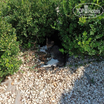 фото из отзыва ID 2732039