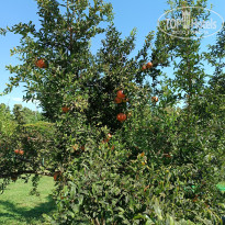 фото из отзыва ID 2732039