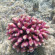 фото из отзыва ID 2732128