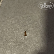 фото из отзыва ID 2732240