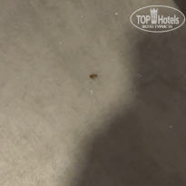 фото из отзыва ID 2732240