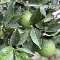 фото из отзыва ID 2732483