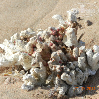 фото из отзыва ID 2732521