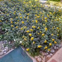 фото из отзыва ID 2732709