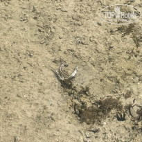 фото из отзыва ID 2730395