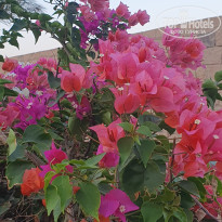 фото из отзыва ID 2732809