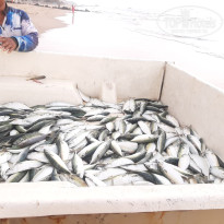 фото из отзыва ID 2732931