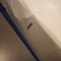 фото из отзыва ID 2732973