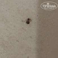 фото из отзыва ID 2733050