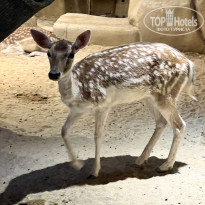 фото из отзыва ID 2733145