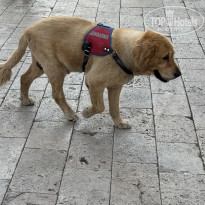 фото из отзыва ID 2732879