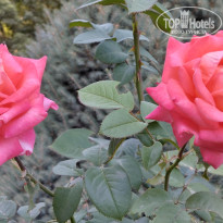 фото из отзыва ID 2733301