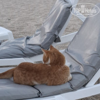 фото из отзыва ID 2731852