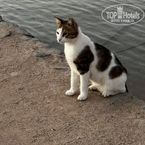 фото из отзыва ID 2733444