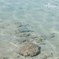 фото из отзыва ID 2733499