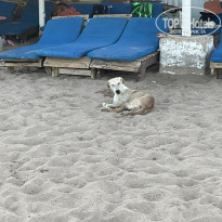 фото из отзыва ID 2733583