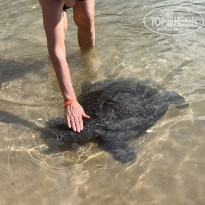 фото из отзыва ID 2733589