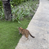 фото из отзыва ID 2733603