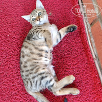 фото из отзыва ID 2733610