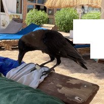 фото из отзыва ID 2733583